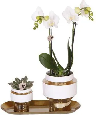 Obrázek produktu pro Sada rostlin – bílá orchidej a sukulent v zlaté dekorativní sadě – včetně ozdobných květináčů Le Chic a podnosu – elegantní pokojové rostliny – kombinace