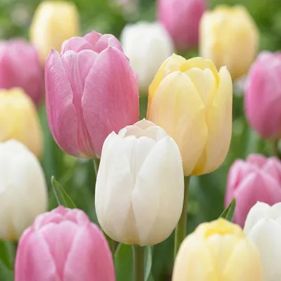 Produktbild von Green boutiQ - 24x Tulipa Sorbet mix - Tulpe Sorbet Mischung - Diverses - Frühlingsblüher - Zwiebelgröße 11/12