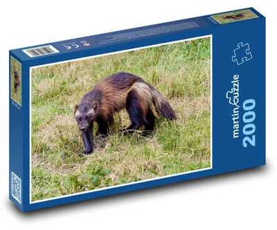 Obrázok produktu pre Puzzle 2000 Rosomák v divokej prírode - martinpuzzle