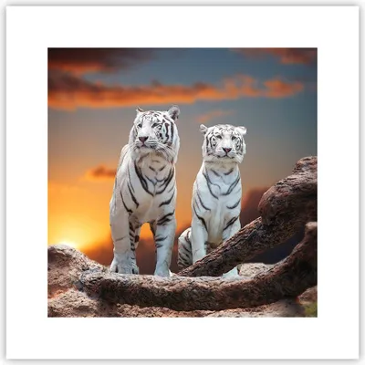 Produktbild von Poster - Poster ohne Rahmen - Tiger weiß Rock Sonnenuntergang - 30x30 cm - Wand Bild - Wanddeko - Wandbilder - Kunstposter - Wandposter - Bilder - Kunstdruck - Wandbild - P2XAC30x30-2901