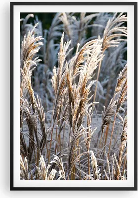 Produktbild von Gerahmtes Poster - Schwarzer Rahmen - Stock Ähren Boho - 61x91,5 cm - Wand Bild - Wanddeko - Wandbilder - Kunstposter - Wandposter - Bilderrahmen - Bilder - Kunstdruck Wanddekoration - P2BPA61x91-4523