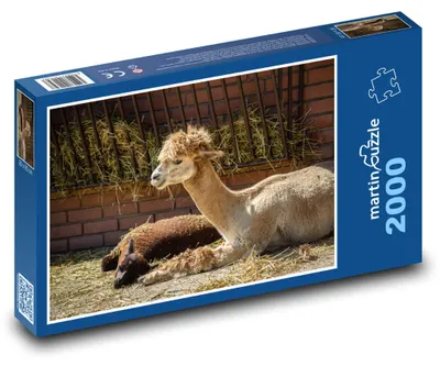 Obrázok produktu pre Puzzle 2000 Alpaka oddychujúca na farme - martinpuzzle