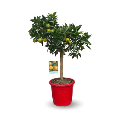Image de Kumquatine - citrus reticulata x fortunella margarita - agrume méditerranéen - arbre fruitier - ↕ 75-85 cm - ⌀ 22 cm
