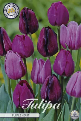 Artikelbild 2 von 'Tulpe Purple Heart (10 Stück)' aus der Kategorie Tulpenzwiebeln