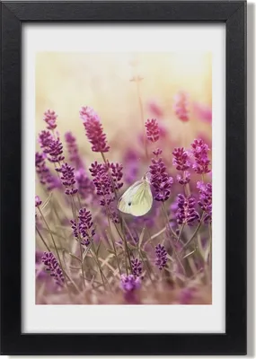 Produktbild von Bild 20x30 MDF-Rahmen, Wandkunst Lavendel Blumen