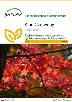 Zdjęcie produktu dla SAFLAX - Klon Czerwony - 20 Nasiona - Acer rubrum