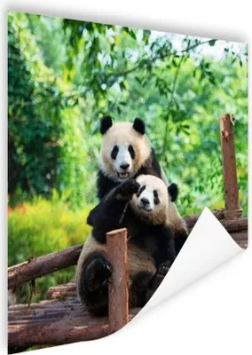Produktbild von MuchoWow® Poster Panda - Brücke - Natur 75x75 cm - Wand Dekoration