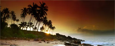 Produktbild von Wallario Poster - Sri Lanka - Palmenstrand mit Sonnenuntergang, Kunstdruck Größe: 80 x 200 cm