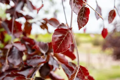 Produktbild von Fagus sylvatica 'Black Swan', Rotbuche, 80–100 cm