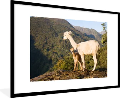Produktbild von MuchoWow® MuchoWow® Gerahmtes Poster Alpakas - Berge - Natur 90x60 cm - Poster mit zchwarzem Bilderrahmen - Wanddekoration - Fotos