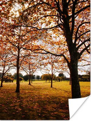 Produktbild von MuchoWow® Poster Herbst - Herbstblätter - Natur 120x160 cm - Wandbilder