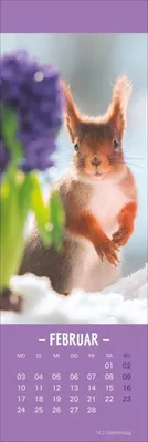 Produktbild von Eichhörnchen Lesezeichen & Kalender 2025