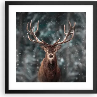 Produktbild von Gerahmtes Poster - Schwarzer Rahmen - Hirsch Hirsch Winter - 40x40 cm - Wand Bild - Wanddeko - Wandbilder - Kunstposter - Wandposter - Bilderrahmen - Bilder - Kunstdruck - P2BAC40x40-4998