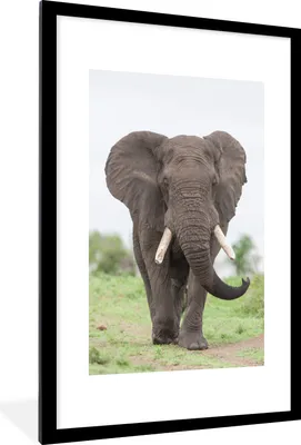 Produktbild von MuchoWow® MuchoWow® Gerahmtes Poster Elefant - Tiere - Gras - Natur 60x90 cm - Poster mit zchwarzem Bilderrahmen - Dekoration - Wandposter Wohnzimmer - Hochwertig