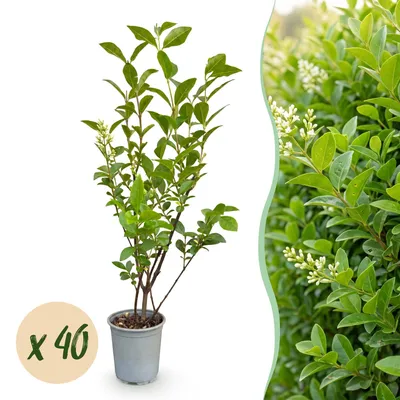 Produktbild von Ligustrum ovalifolium - Gewöhnlicher Liguster - Heckenpflanzen - Immergrün - Grün - Pflegeleicht - 40 Pflanzen - Topf Ø 9 cm - Höhe 35-45 cm