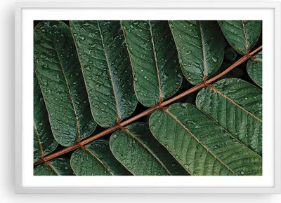 Produktbild von Gerahmtes Poster - Weißer Rahmen - Tropfen Wasser Blätter - 70x50 cm - Wand Bild - Wanddeko - Wandbilder - Kunstposter - Wandposter - Bilderrahmen - Bilder - Kunstdruck - Wandbild - P2WAA70x50-4328