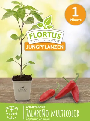 Artikelbild 5 von 'Chilipflanze Jalapeno Multicolor' aus der Kategorie Chilipflanzen
