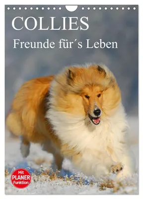Produktbild von Collies - Freunde für´s Leben (Wandkalender 2027 DIN A4 hoch), CALVENDO Monatskalender