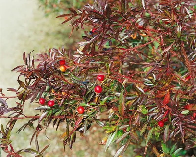 Produktbild von Rosa nitida, glänzende Rose, 40–60 cm