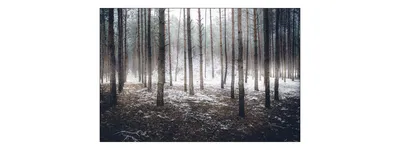 Immagine prodotto di Muralo foto carta da parati foresta 405 (L) x 270 (H) cm carta da parati in tessuto non tessuto alberi neve soggiorno camera da letto murales moderno XXL paesaggio panorama foresta invernale decorazione murale