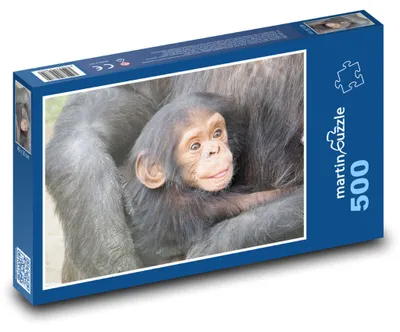 Obrázok produktu pre martinpuzzle - Puzzle 500 - Šimpanz - mláda