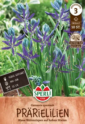 Produktbild von SPERLI Prärielilie Camassia quamash 10 Zwiebeln