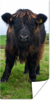 Produktbild von MuchoWow® Poster Schottische Highlander - Kühe - Natur - Grün - Gras 20x40 cm - Plakat - Foto