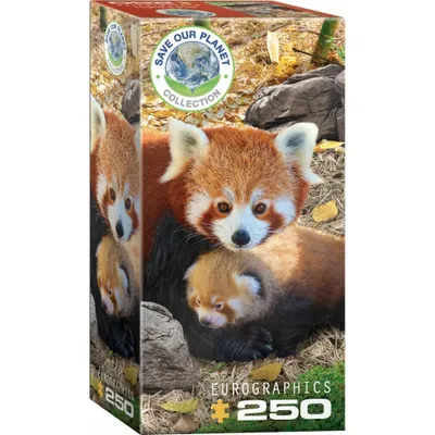 Zdjęcie produktu dla Puzzle 250 Red Pandas 8251-5557
