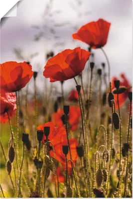 Produktbild von ARTland Poster Mohnblumen im Morgenlicht Größe: 80x120 cm