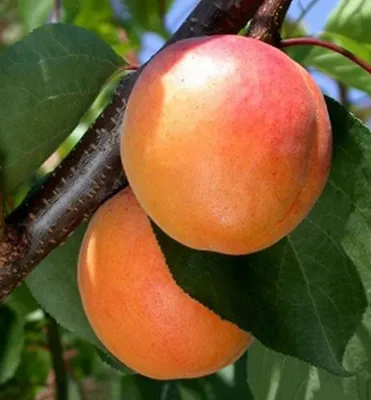 Produktbild von Aprikosenbaum ´HARGRAND´® Unterlage Myrobalan, wurzelnackt