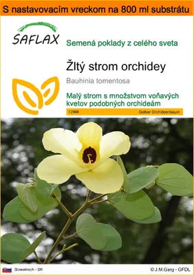 Obrázok produktu pre SAFLAX Garden in the bag - Žltý strom orchidey - Bauhinia tomentosa - 30 Semená - S pestovateľským substrátom v praktickom samostaviteľnom vrecku