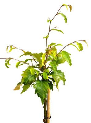 Produktbild von Fagus Sylvatica - Sandrode - 125 - 150 cm Hochstamm kleine Buche
