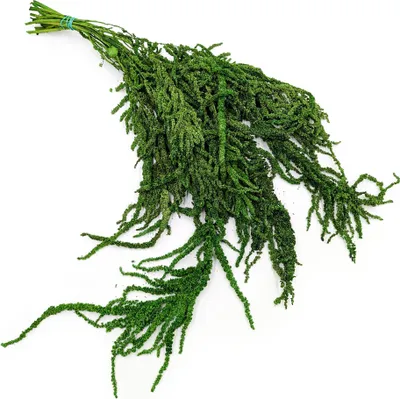 Produktbild von Stabilisiertes Amaranth - Amaranth - Grün