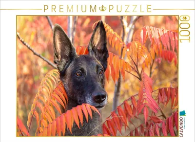 Produktbild von CALVENDO Puzzle Malinoishündin | 1000 Teile Lege-Größe 64x48cm Foto-Puzzle für glückliche Stunden