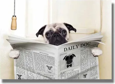 Produktbild von TPFLiving Kunstdruck LW-700 (OHNE RAHMEN) Poster - Leinwand - Wandbild - Hochauflösender Giclée-Druck, langlebig und hochwertig - Lustige Hunde lesen Zeitung  - Größe: 90x130cm