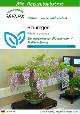 Produktbild von SAFLAX - Bonsai - Blauregen  - 4 Samen - Mit keimfreiem Anzuchtsubstrat - Wisteria sinensis