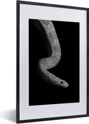 Produktbild von MuchoWow® Gerahmtes Poster Tiere - Schlange - Schwarz - Weiß - Porträt 40x60 cm - Poster mit Schwarzem Bilderrahmen Wandposter Rahmen Foto Bilder - Poster in Rahmen