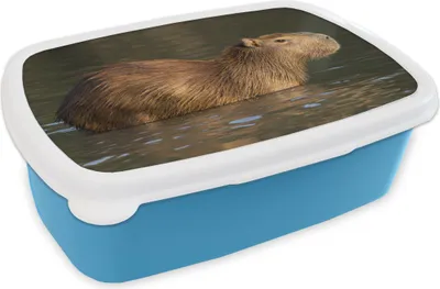 Obrázok produktu pre KitchenYeah® Lunchbox Obedový box 17x11 cm Kapybara stojí vo vode Detský obedový box - obed - plastový - sendvičový box - obedový box pre deti