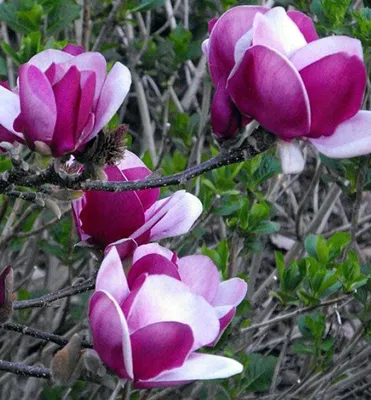Produktbild von Magnolie ´CAMEO´ 60-70 cm, Cont. 5 l