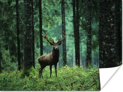 Produktbild von MuchoWow® Poster Hirsche - Wald - Bäume - Tiere - Natur 160x120 cm - Foto Plakat