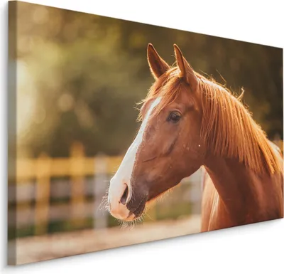 Produktbild von Fabelhafte Canvas LEINWAND BILDER 90x60 cm XXL Kunstdruck Tiere Pferd Sonne Bäume
