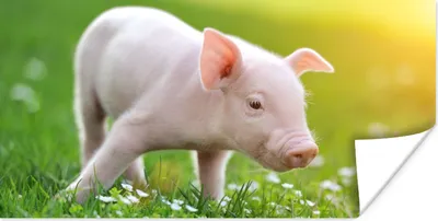 Produktbild von MuchoWow® Poster Tiere - Ferkel - Schwein 120x60 cm - Bild