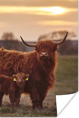 Produktbild von MuchoWow® Poster Schottische Highlander - Tiere - Landschaft - Sonnenuntergang - Kuh 60x90 cm - Wanddekoration