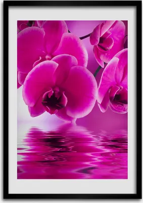 Produktbild von Bild - Bilderrahmen - Foto - 70 cm x 100 cm - MDF - Rahmen - Wandkunst - Rosa Orchidee