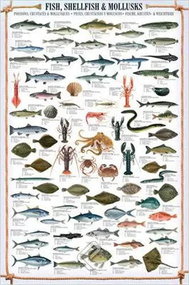 Immagine prodotto di Poster didattici su molluschi e crostacei marini
