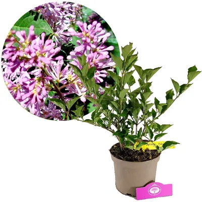 Produktbild von Syringa patula 'Miss Kim', Zwergring, 2 Liter Topf