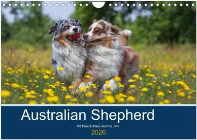 Produktbild von Australian Shepherd 2026 (Wandkalender 2026 DIN A4 quer), CALVENDO Monatskalender