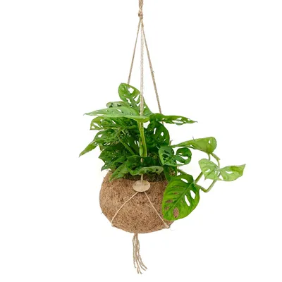 Obrázok produktu pre Kokodama Monstera adansonii Monkey Mask (L)