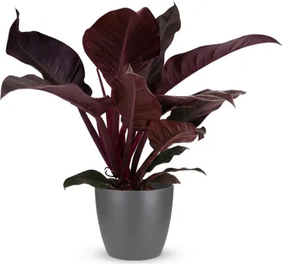 Produktbild von Philodendron Imperial Red Baumfreund 60cm – Zimmerpflanze mit roten Blättern im Potter Grau Übertopf Ø19cm – glänzendes Laub, kompakter Wuchs