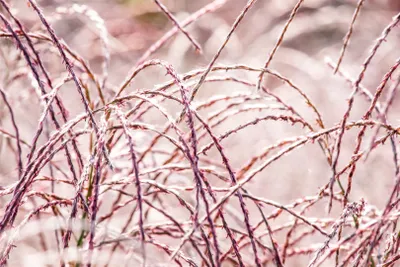 Produktbild von Miscanthus sinensis 'Flamingo', Chinaschilf, rosa Blüten, ca. 9x9 cm Topf